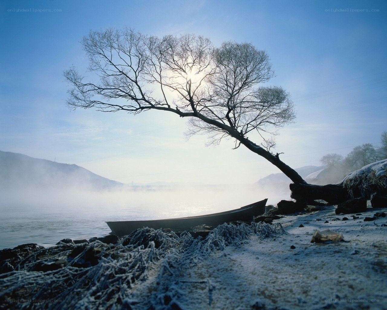 Frosty riverbank with lone tree