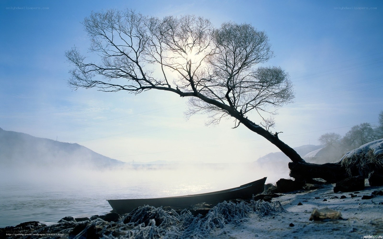 Frosty riverbank with lone tree