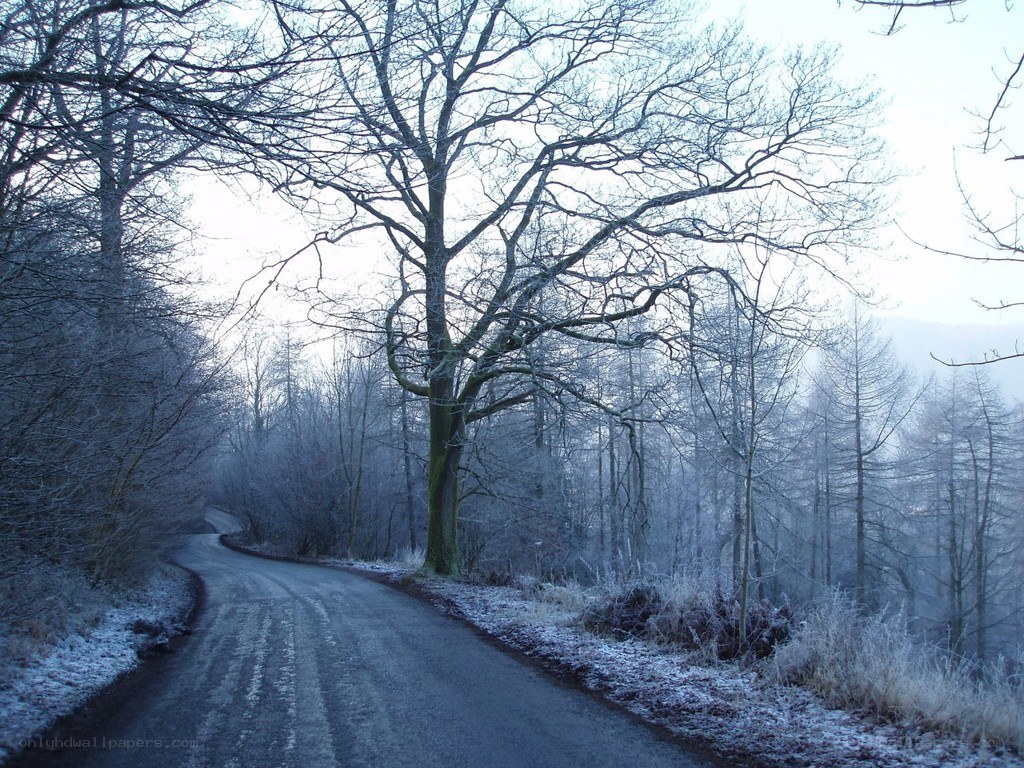 frosty road in winter forest