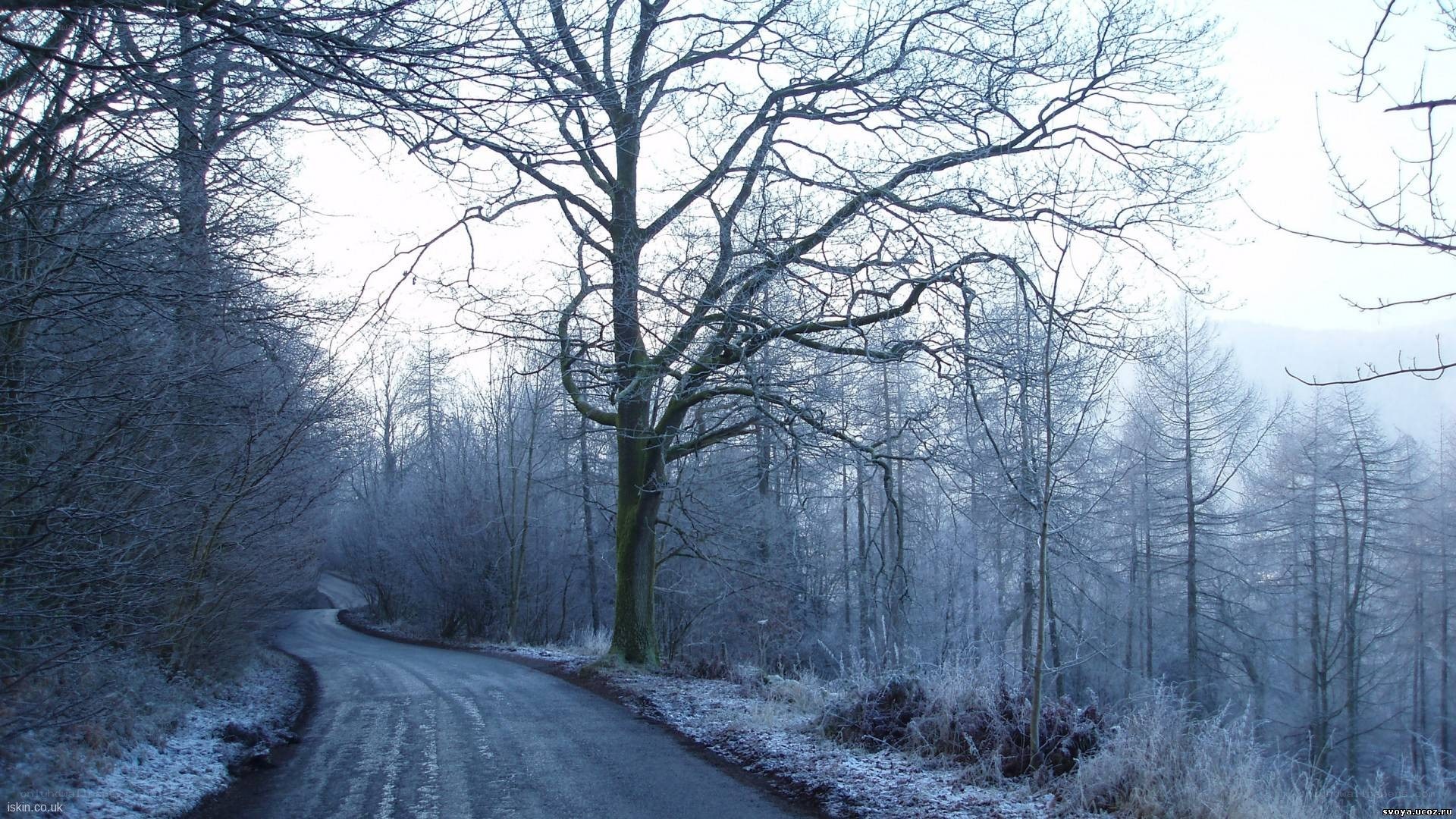 frosty road in winter forest