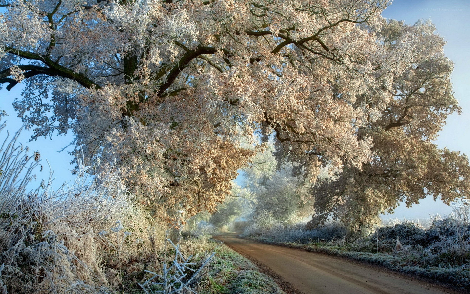 Frosty road under a canopy