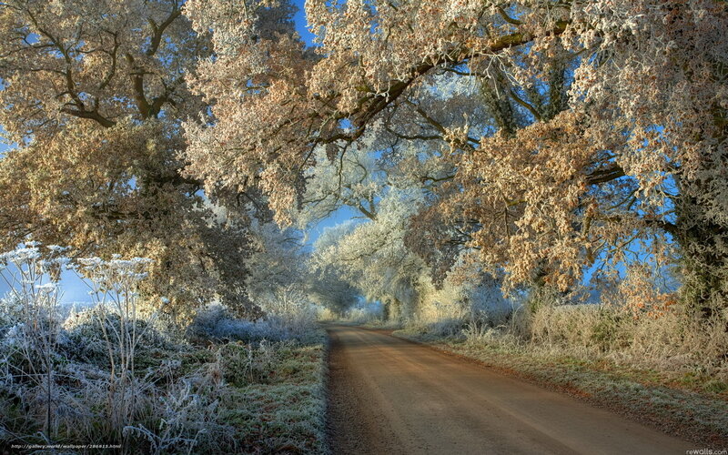 Frosty road under a canopy