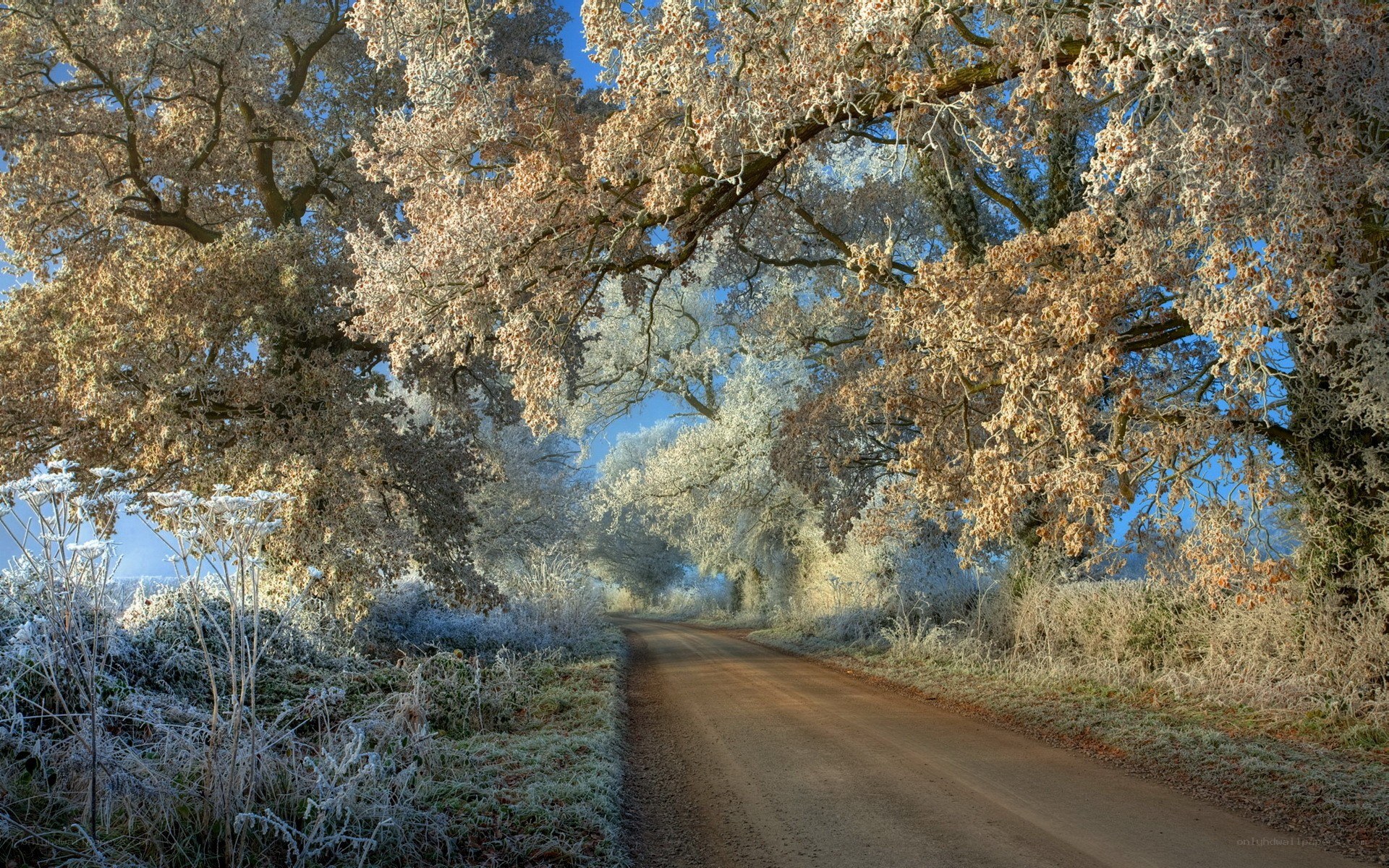 Frosty road under oak trees