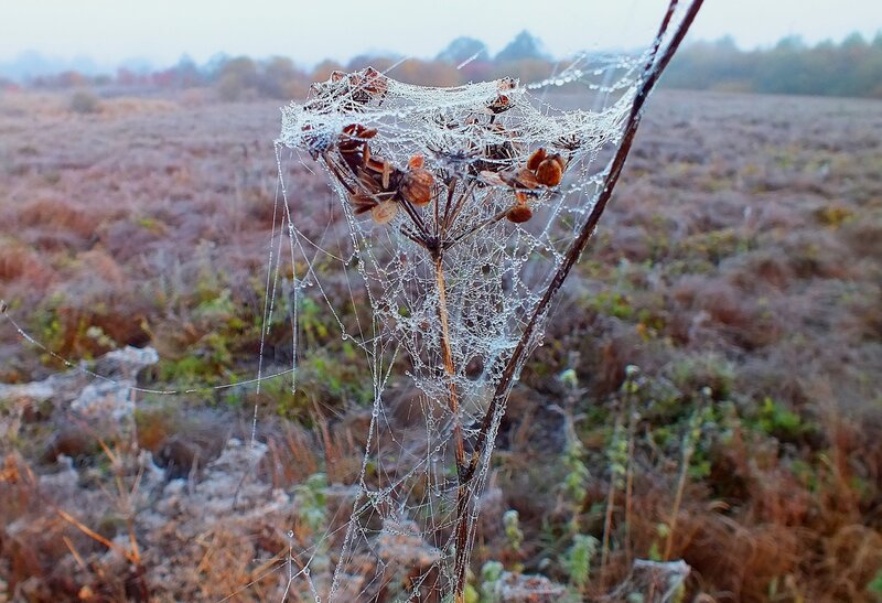 Frosty Spider Web