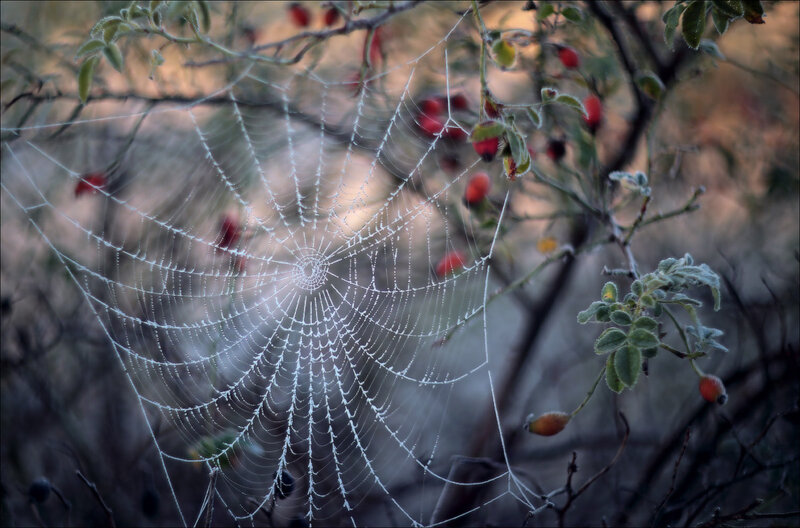 Frosty Spiderweb on Bush