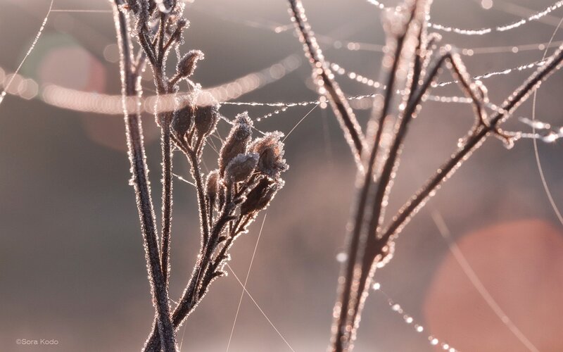 Frosty spiderwebs at sunrise