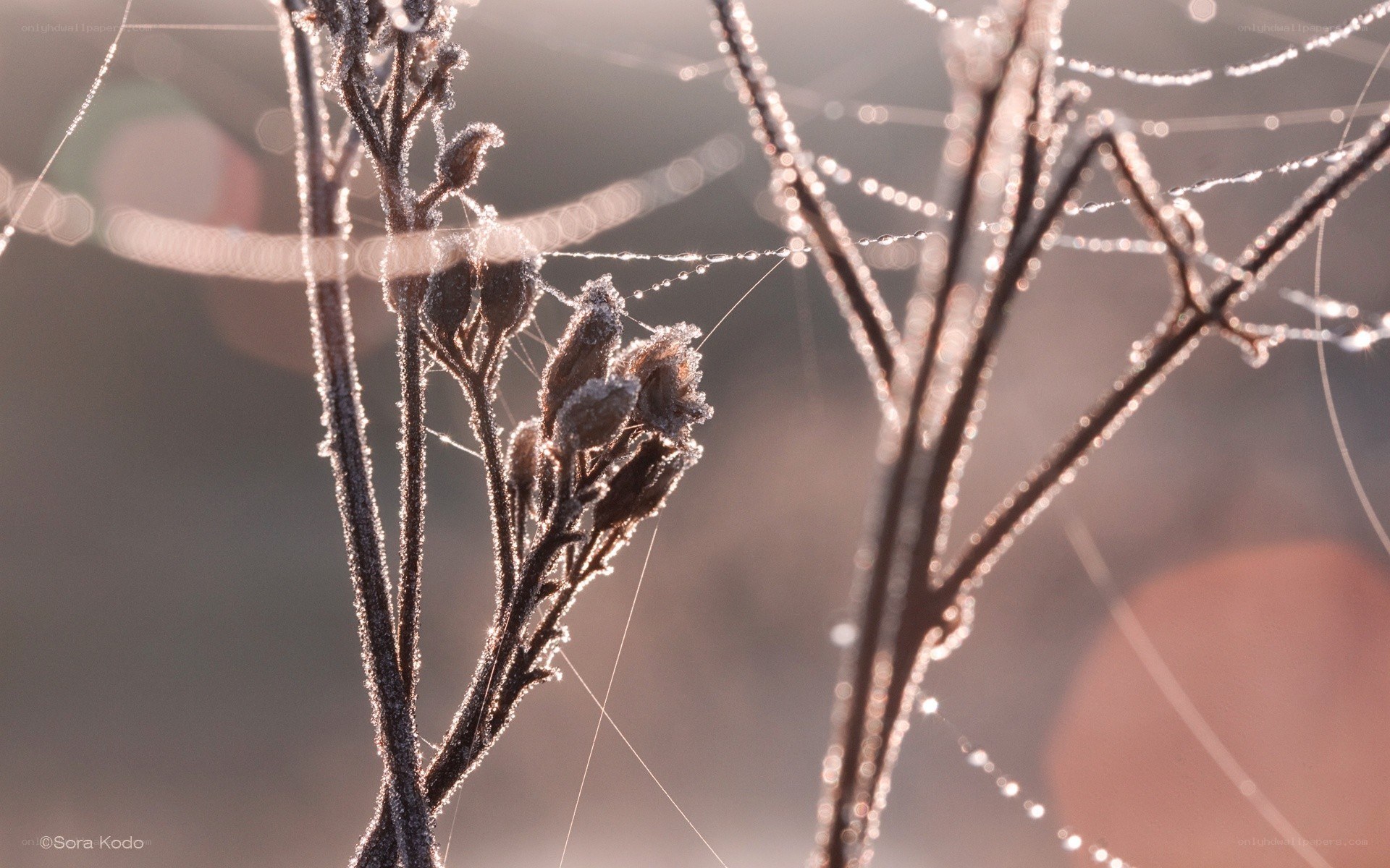 Frosty spiderwebs at sunrise