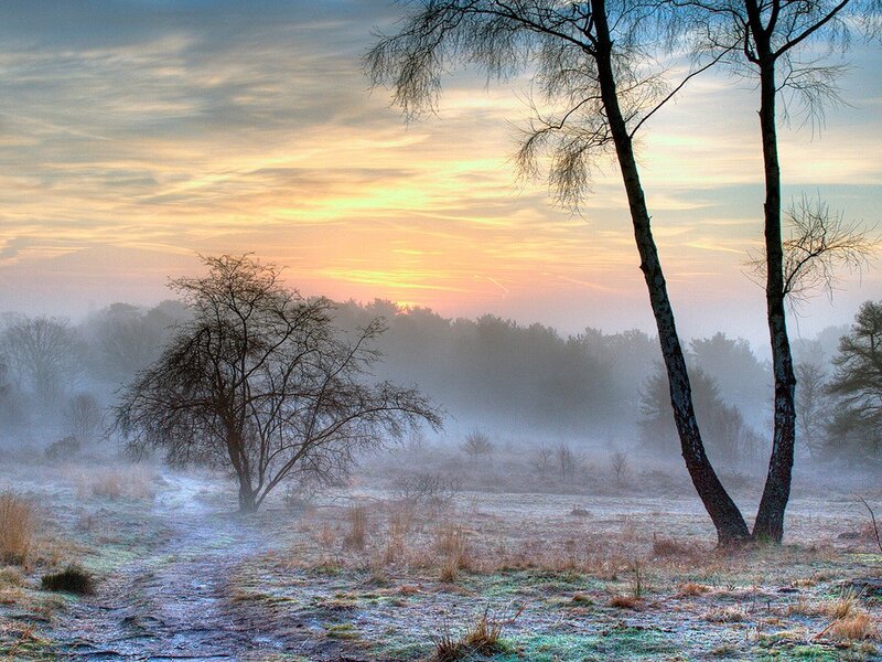 Frosty sunrise in a misty forest