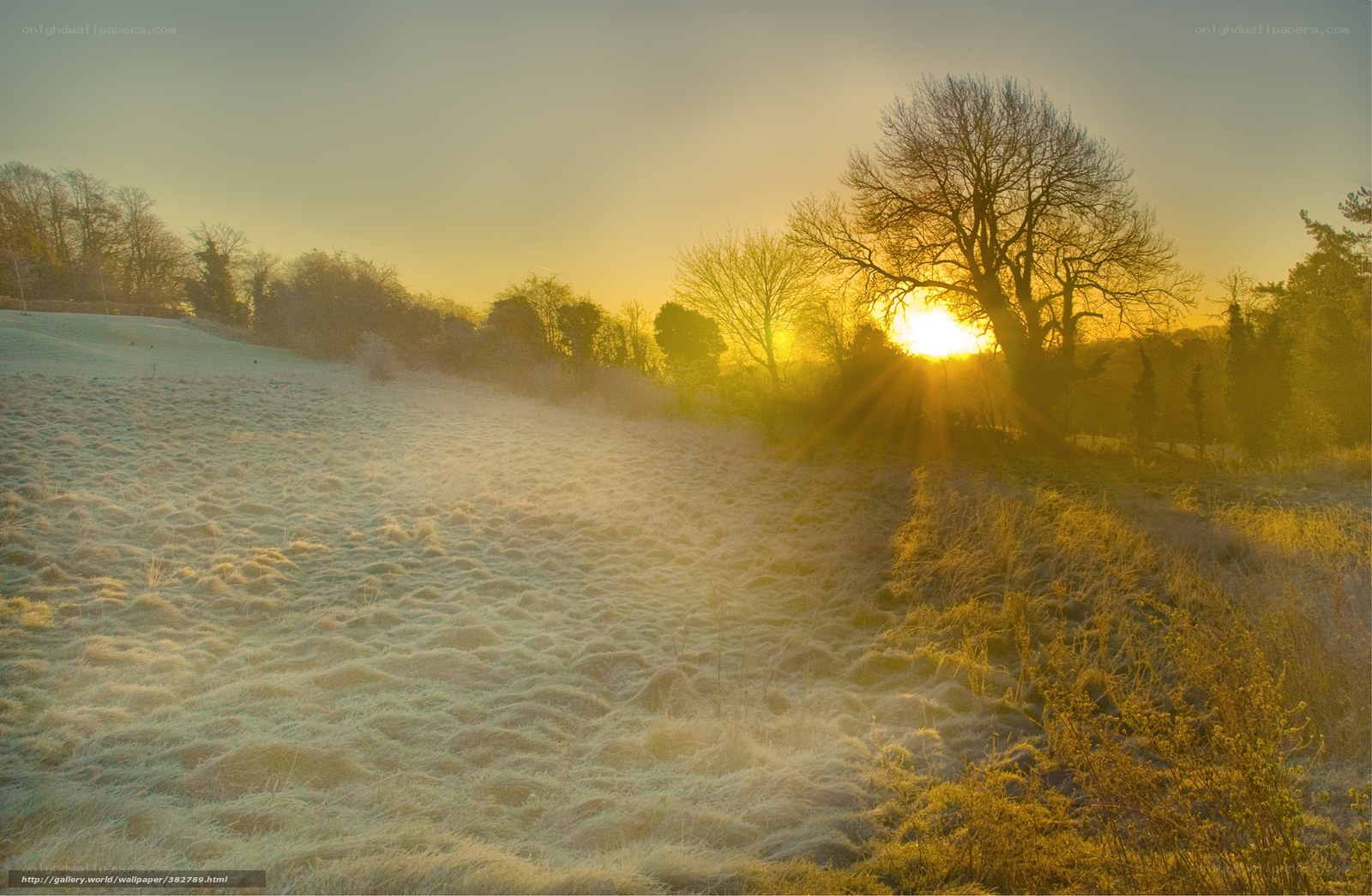 Frosty sunrise over a field