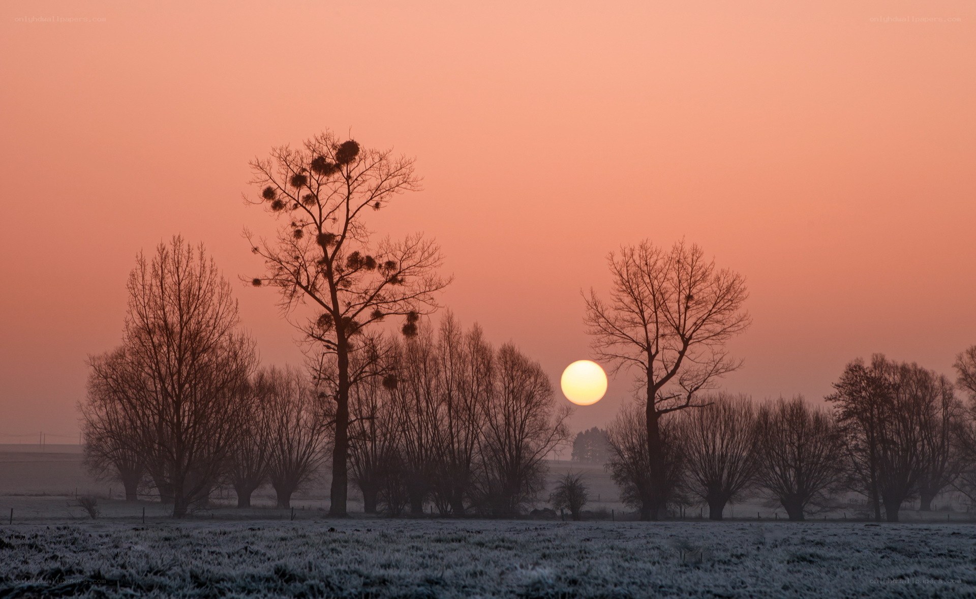 Frosty sunrise over bare trees