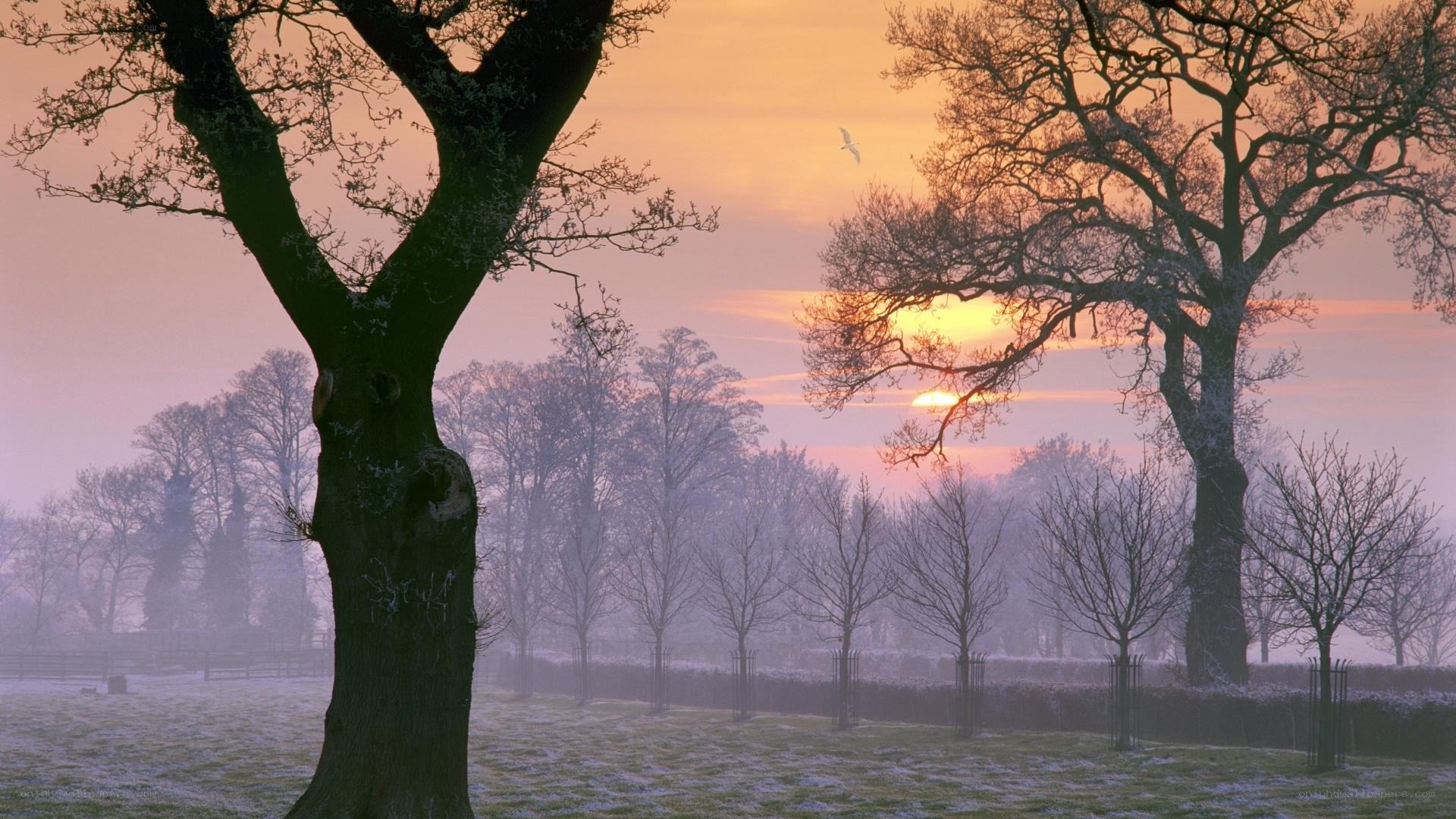 Frosty sunrise over bare trees