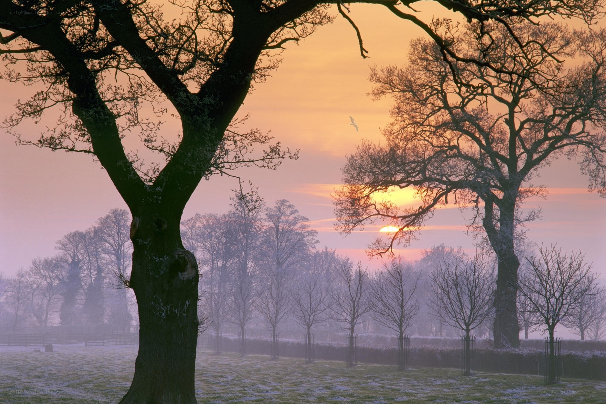 Frosty sunrise over bare trees