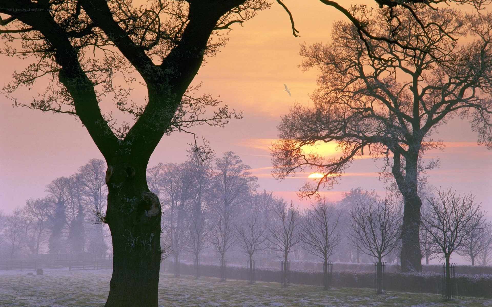 Frosty sunrise over bare trees