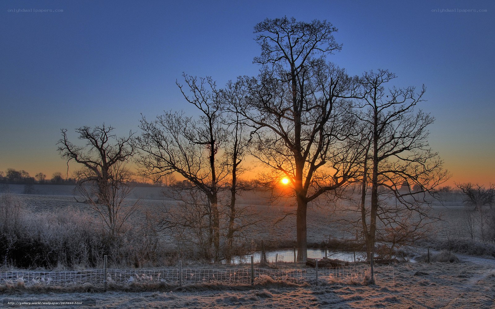 Frosty sunrise over bare trees