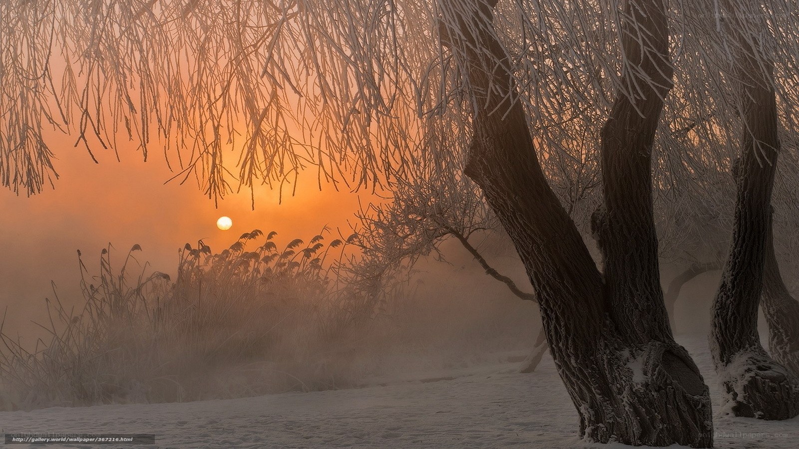 Frosty sunrise over snow-covered trees