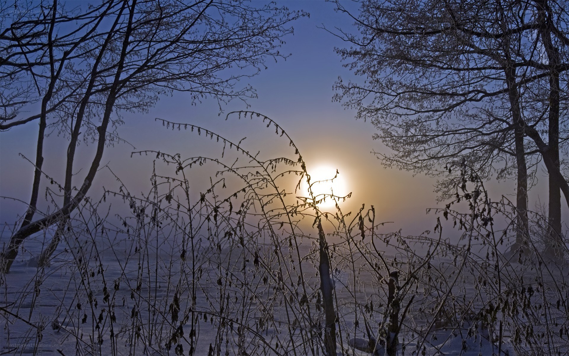Frosty sunrise through bare branches