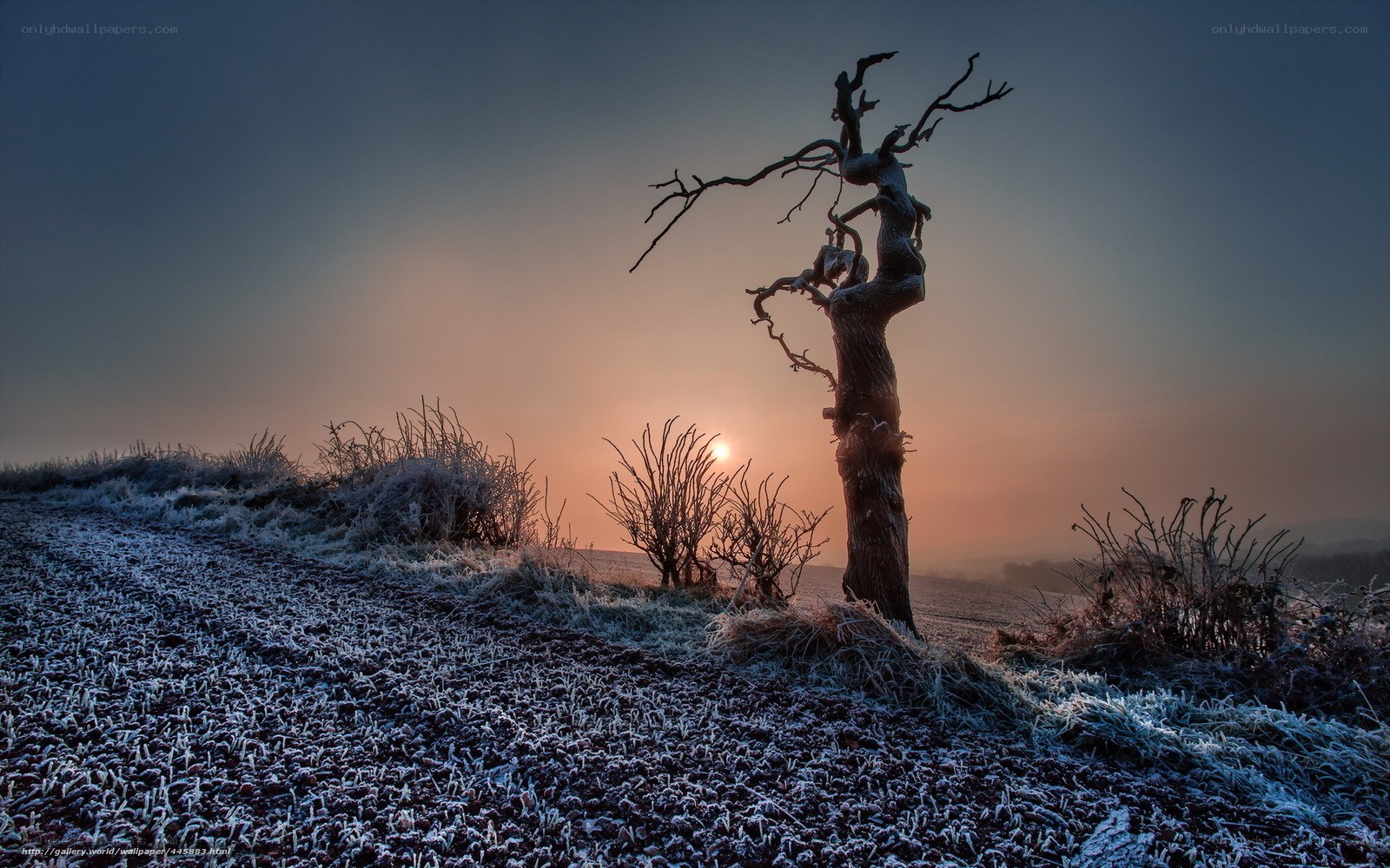 Frosty tree at sunrise