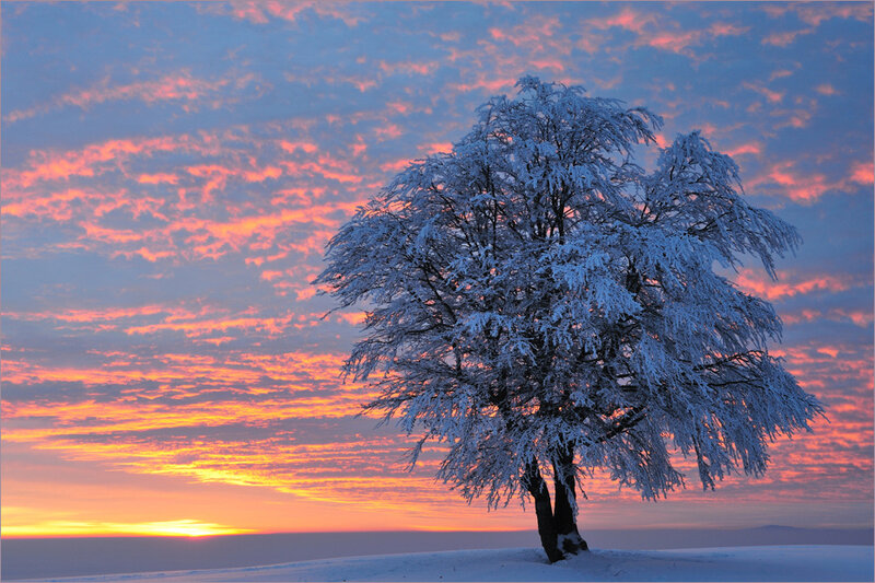 Frosty tree at sunset