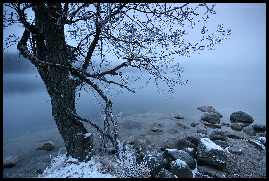 Frosty tree by a misty lake