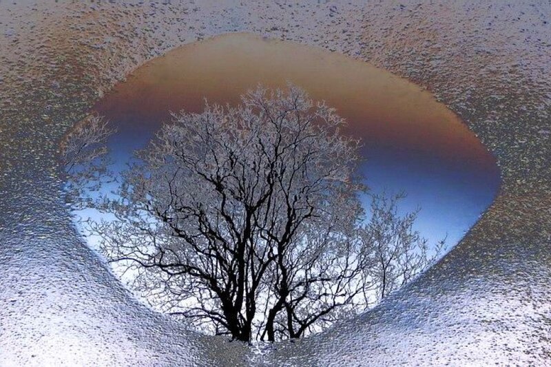 Frosty tree in a frozen pond