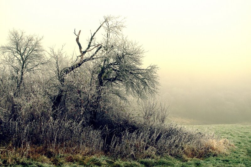 Frosty tree in foggy field