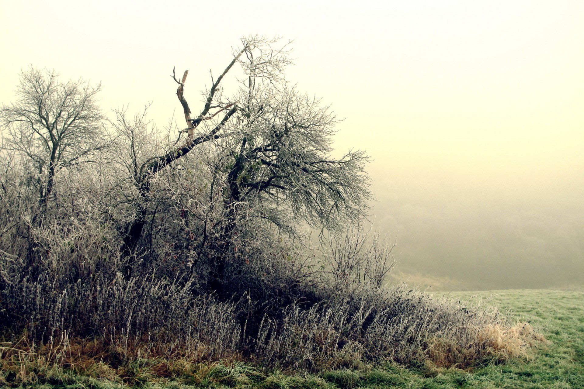 Frosty tree in foggy field