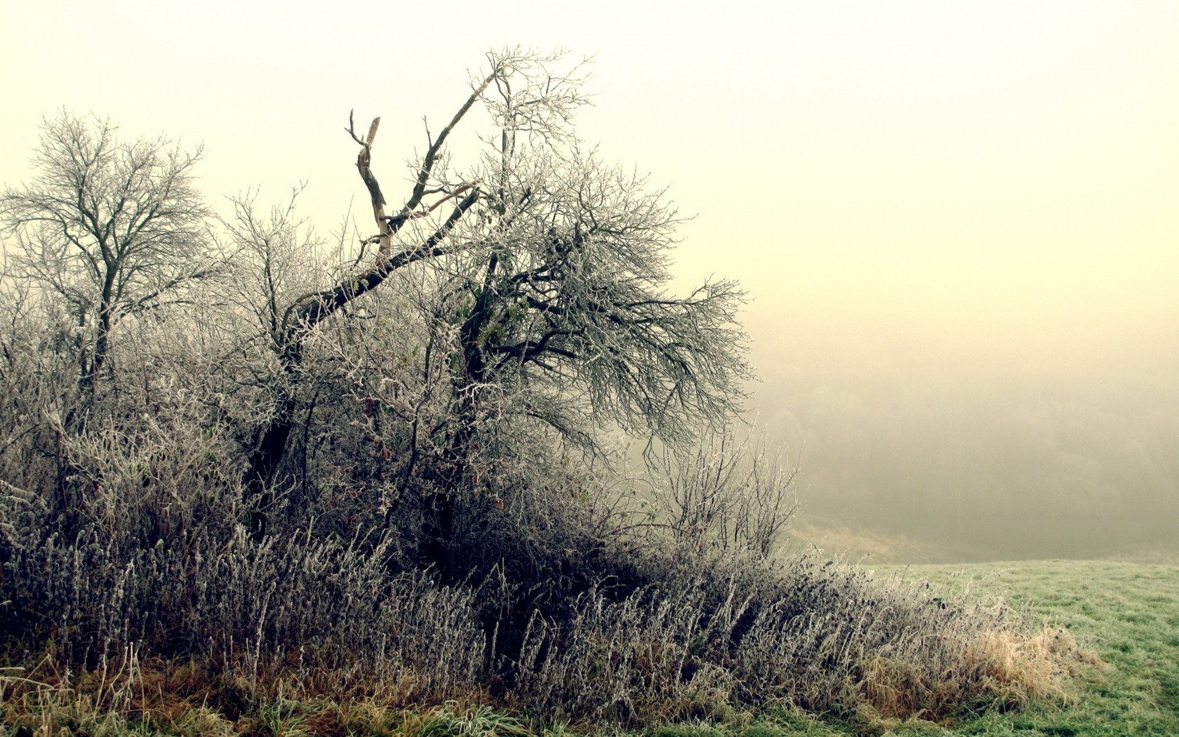 Frosty tree in misty field