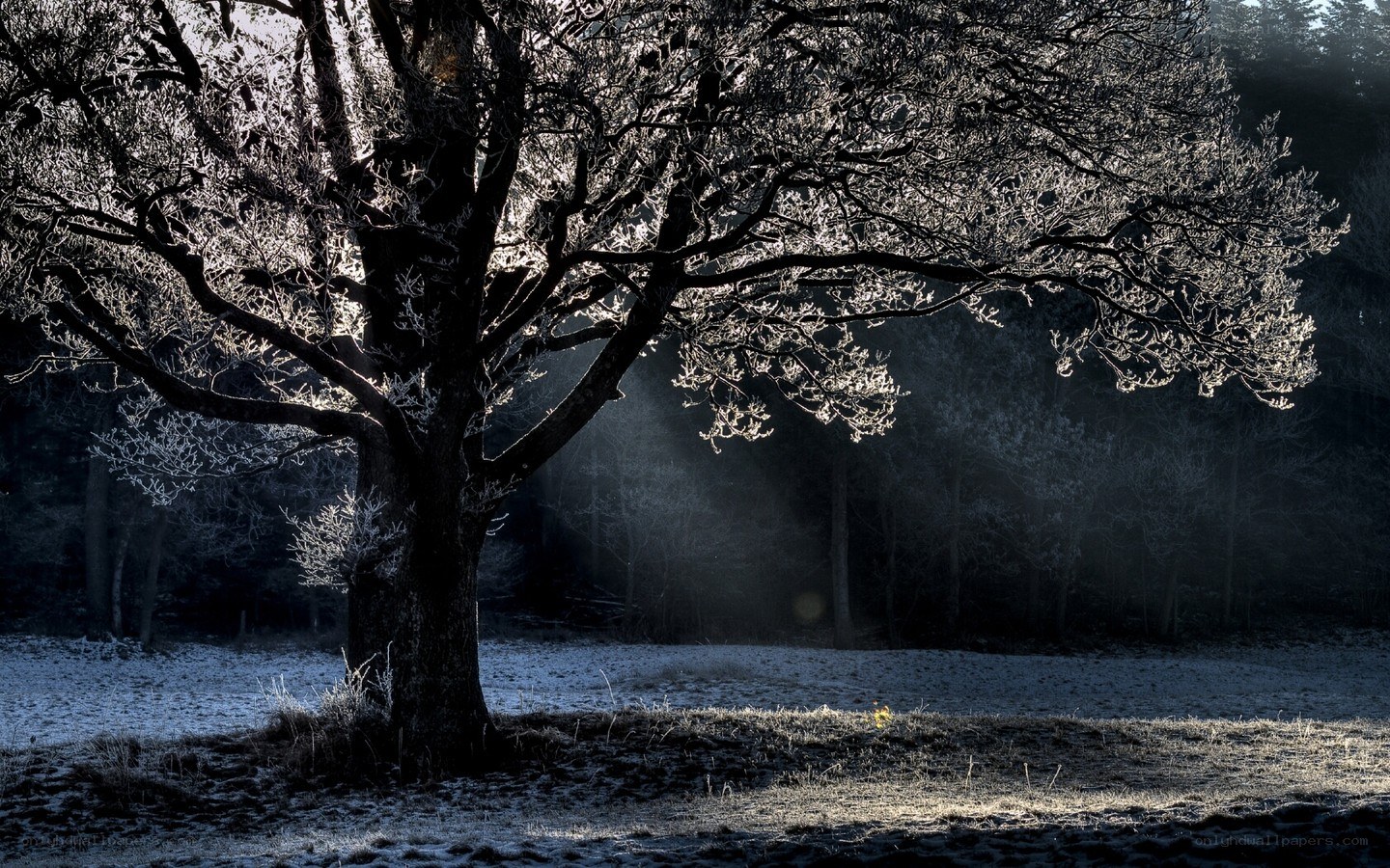 Frosty tree in morning light