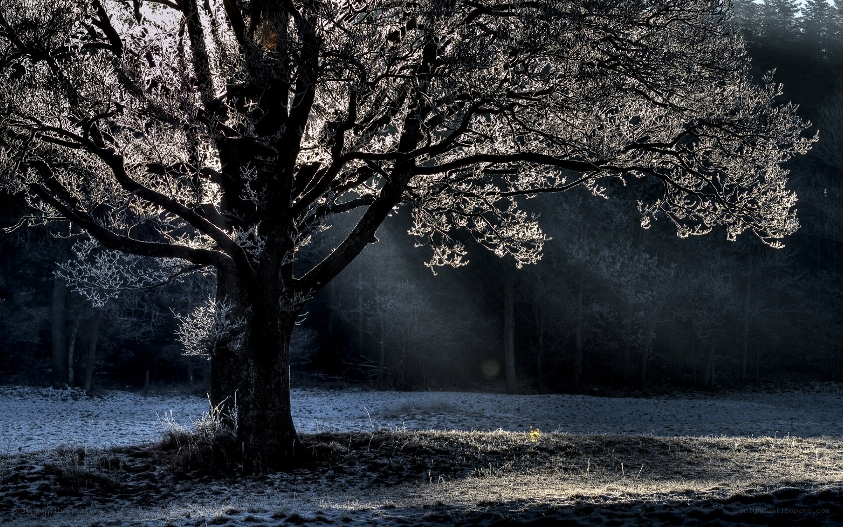 Frosty tree in morning light
