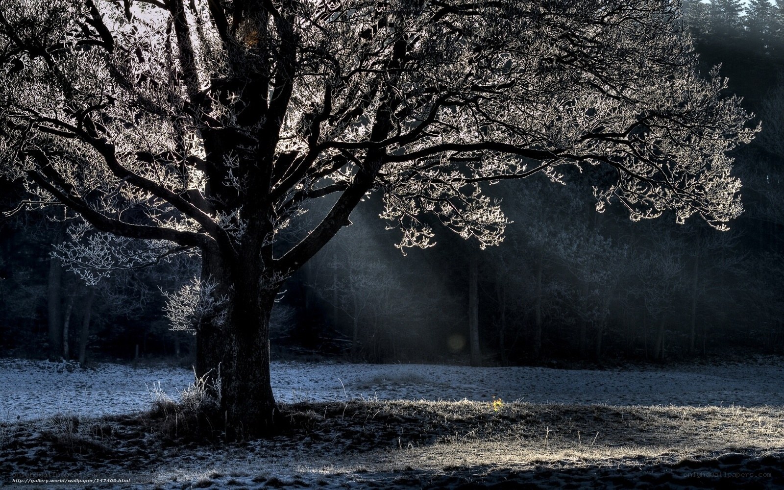 Frosty tree in morning light