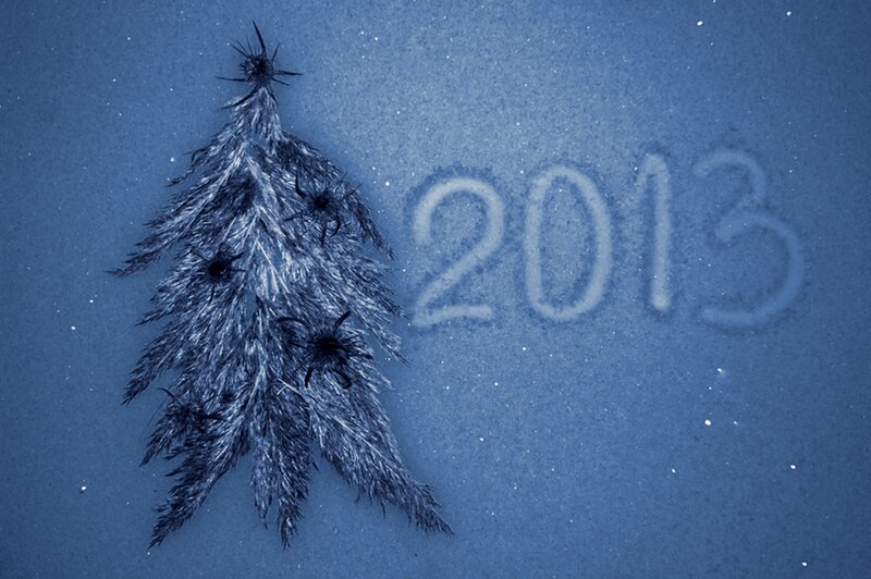 Frosty Tree in Snow