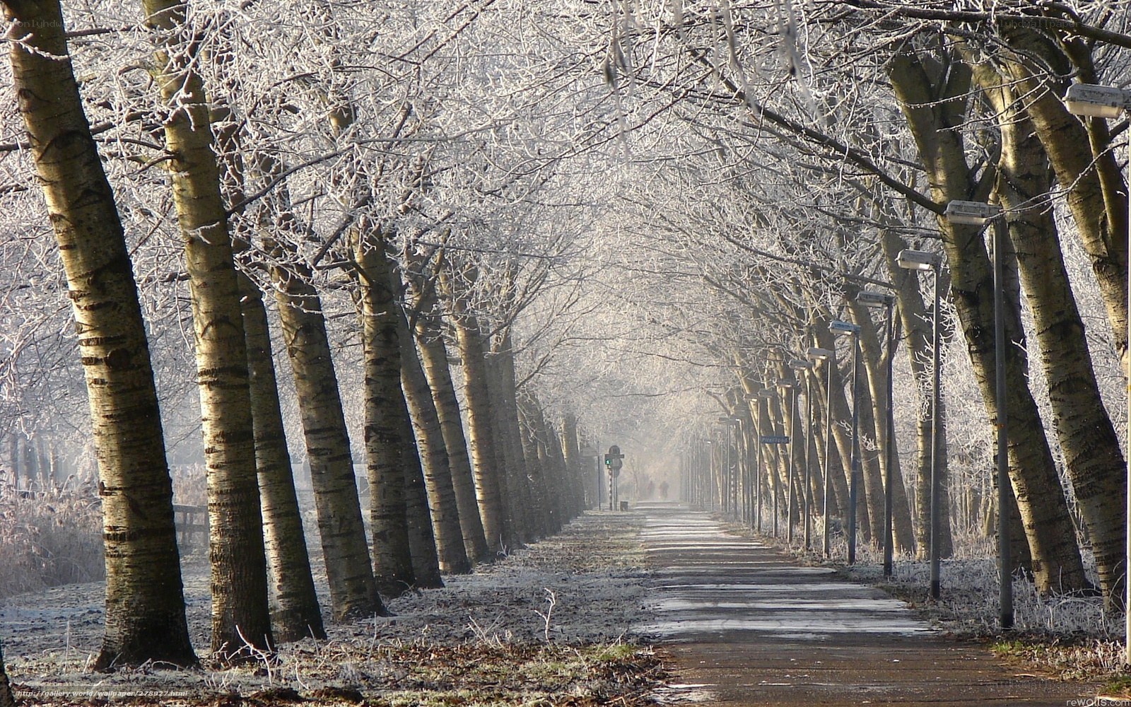frosty tree-lined path