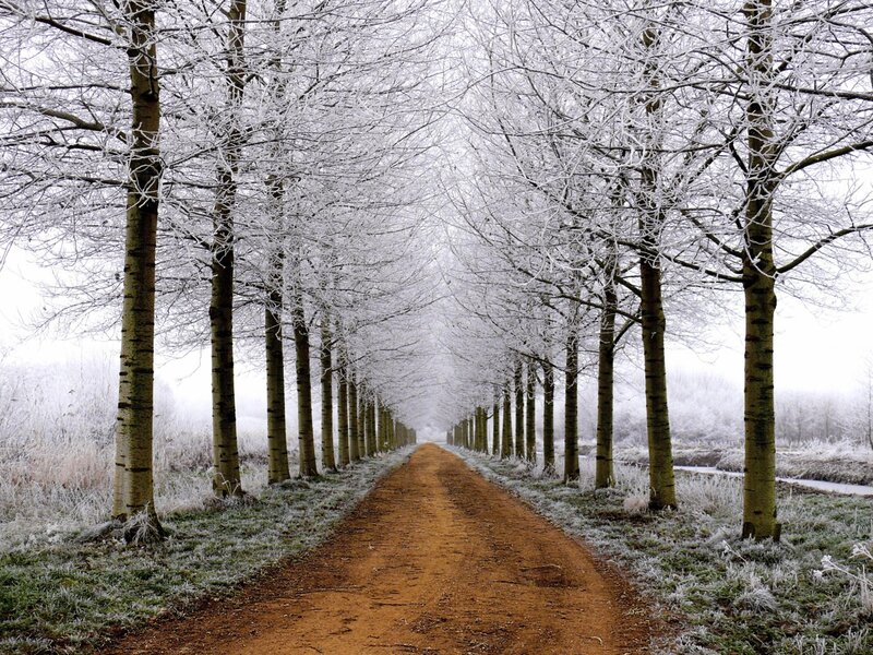 frosty tree-lined path