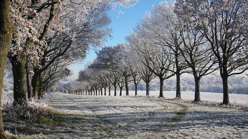 Frosty tree-lined path
