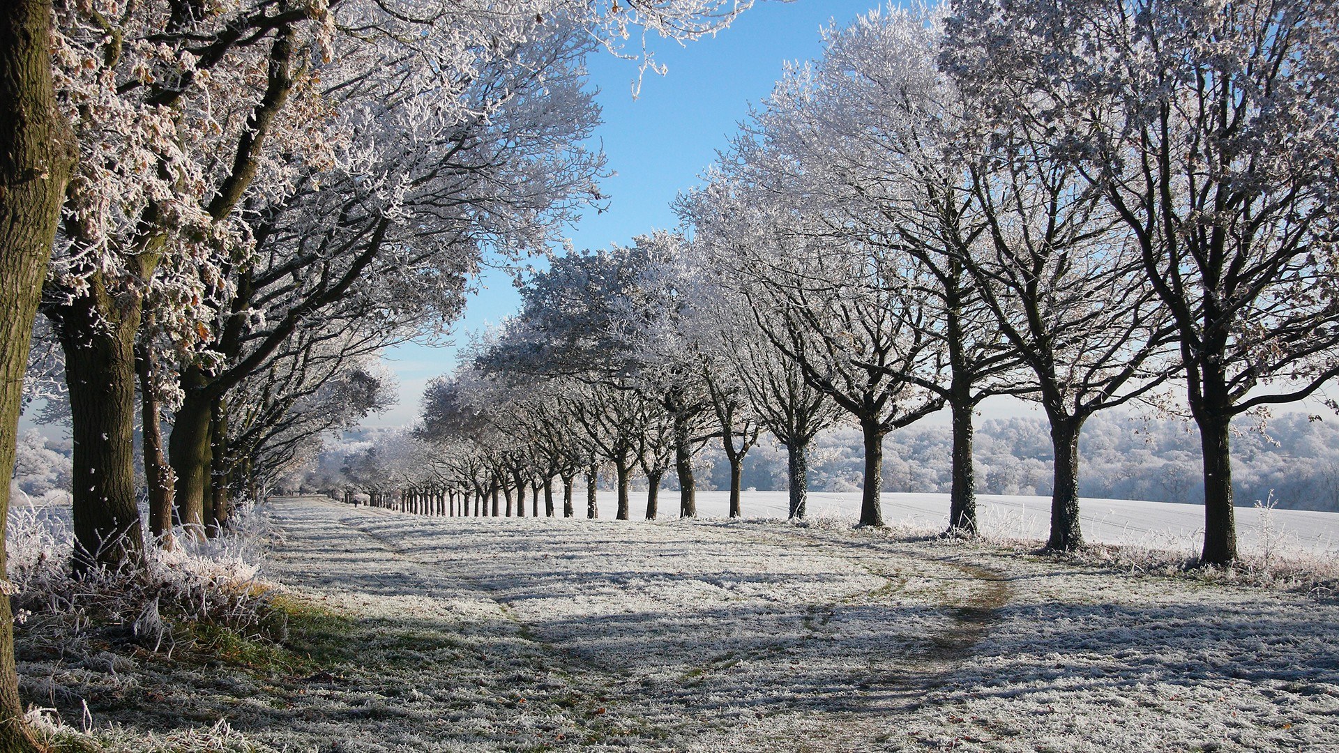 Frosty tree-lined path