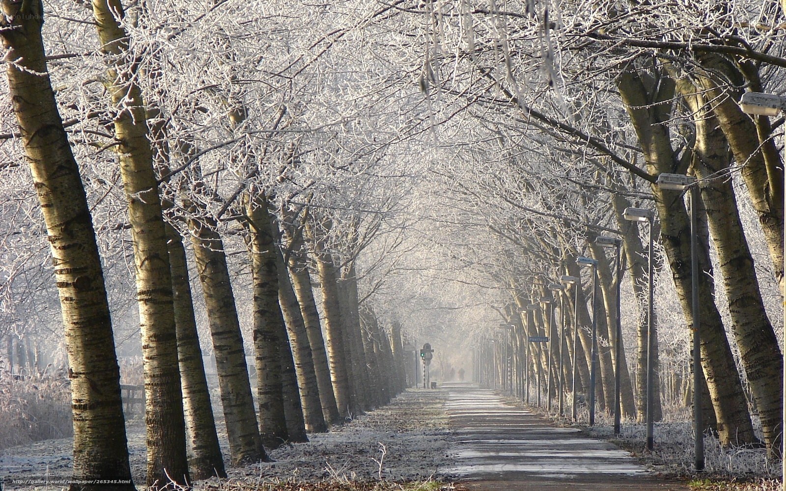 Frosty tree-lined path