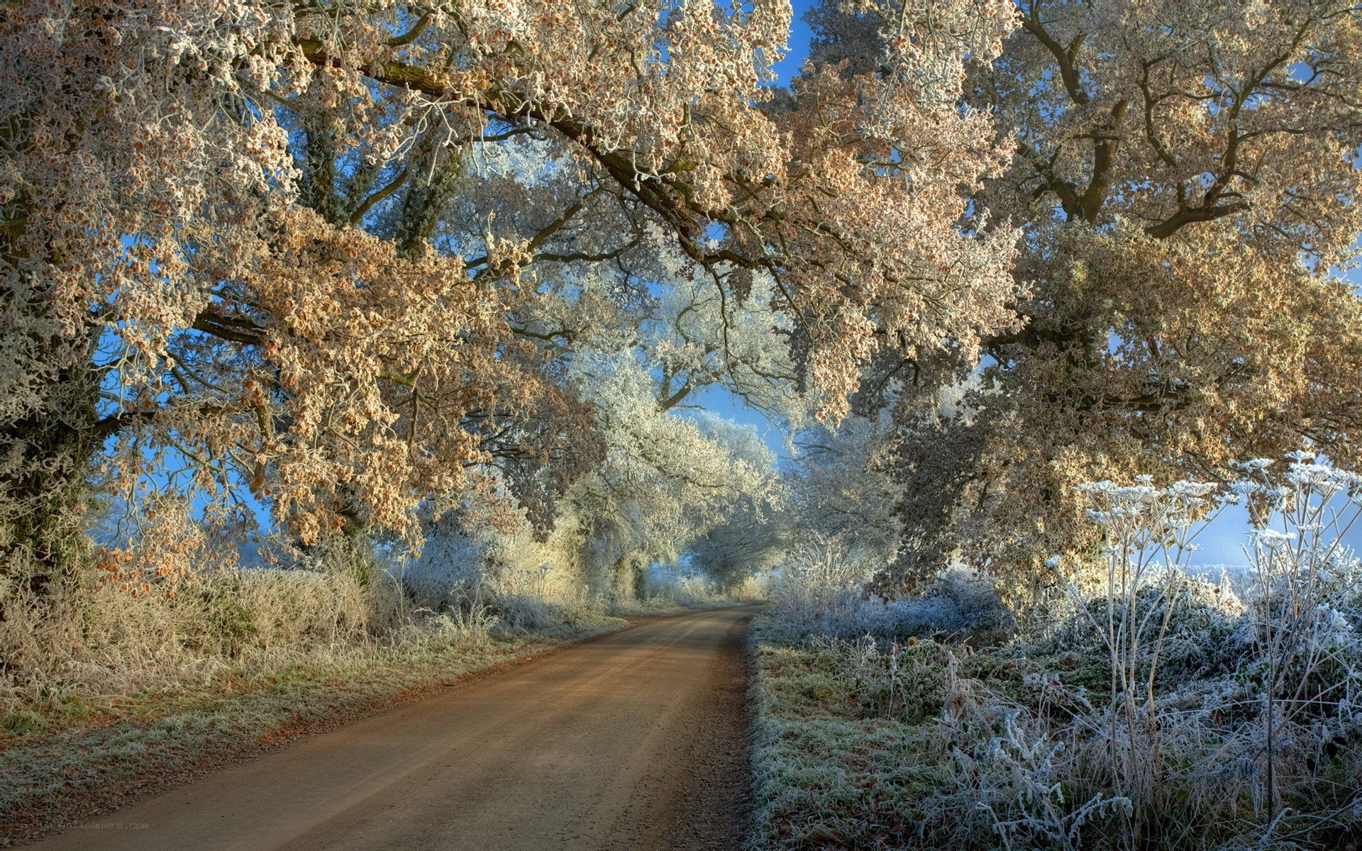 frosty tree-lined road