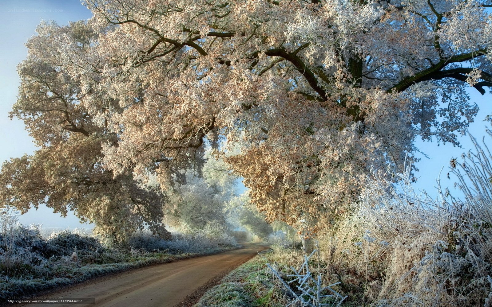 Frosty tree-lined road