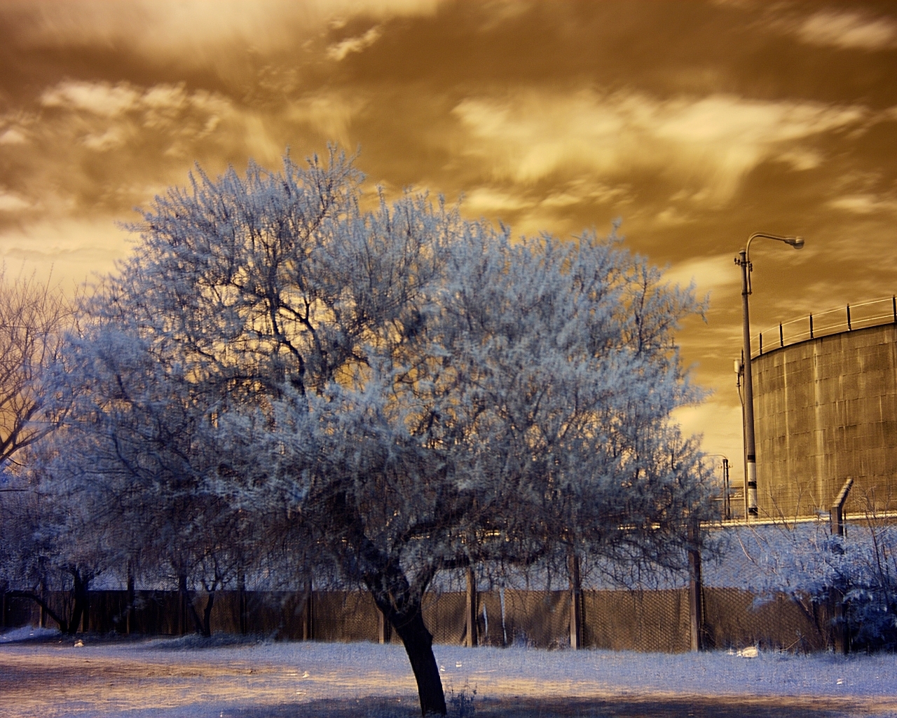 Frosty tree under golden sky