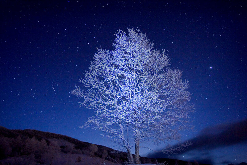 Frosty tree under starry sky