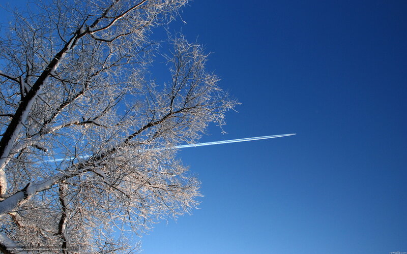 Frosty tree with contrail