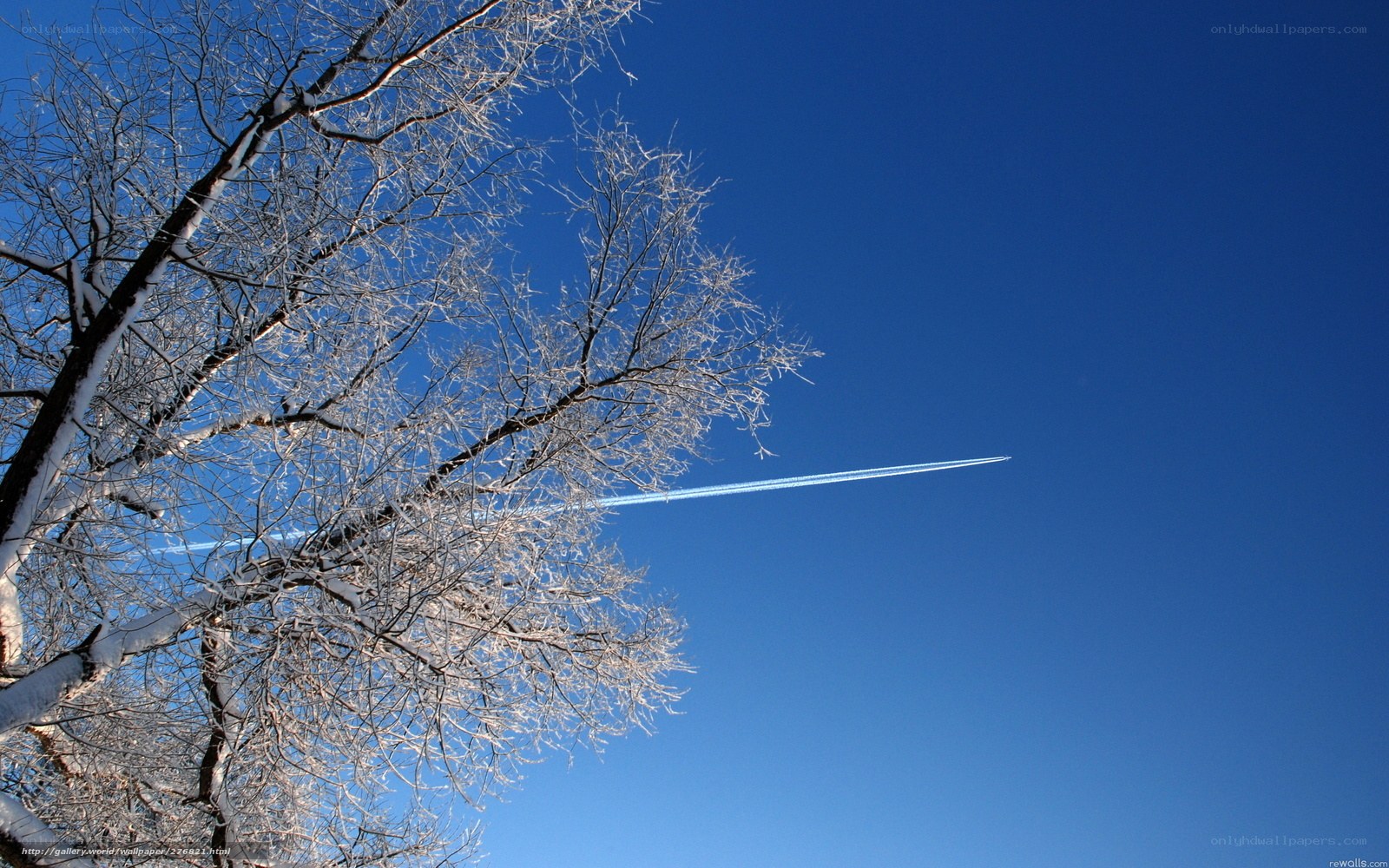 Frosty tree with contrail