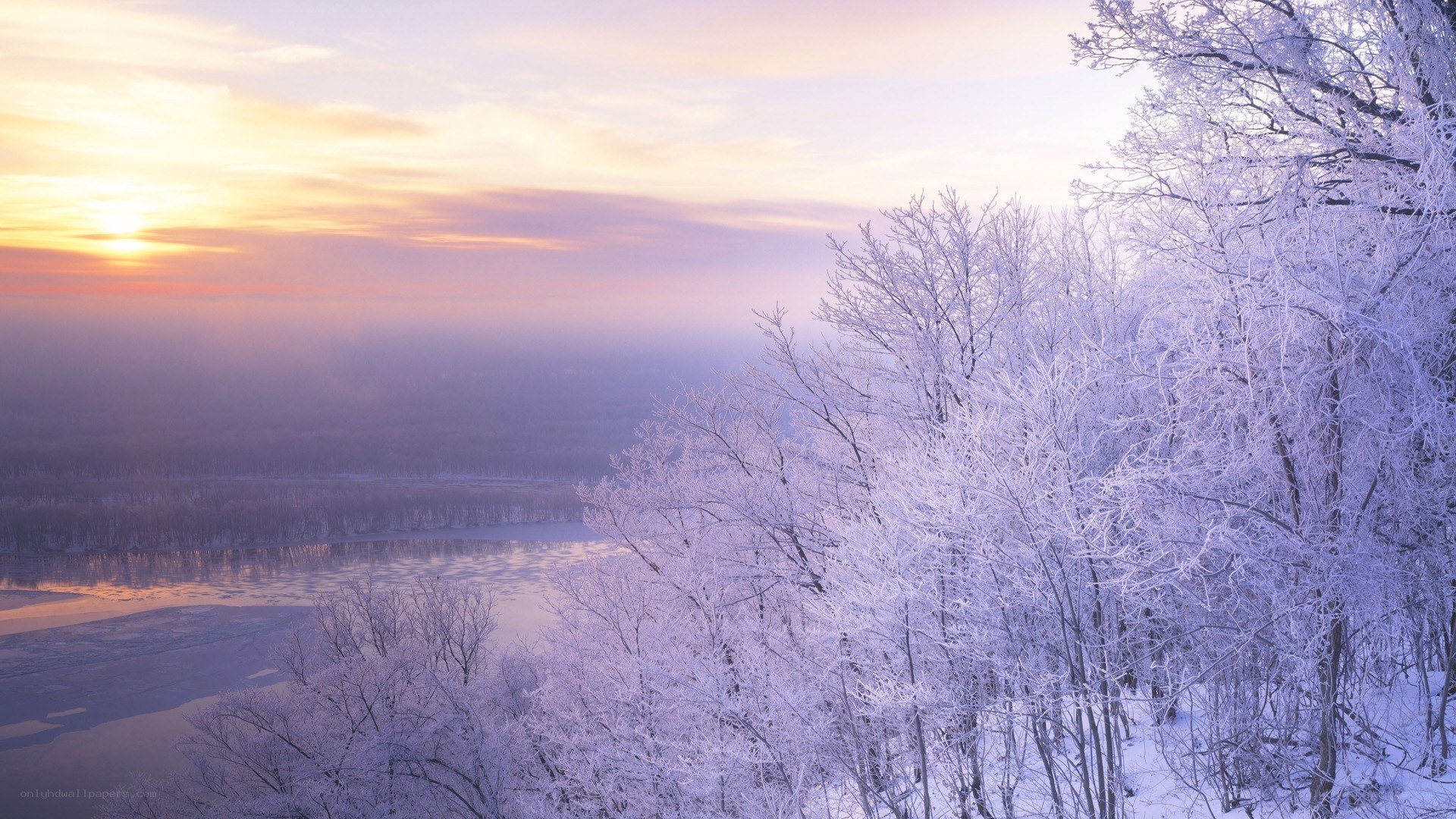 frosty trees at sunrise