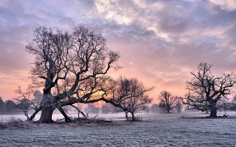 Frosty trees at sunrise