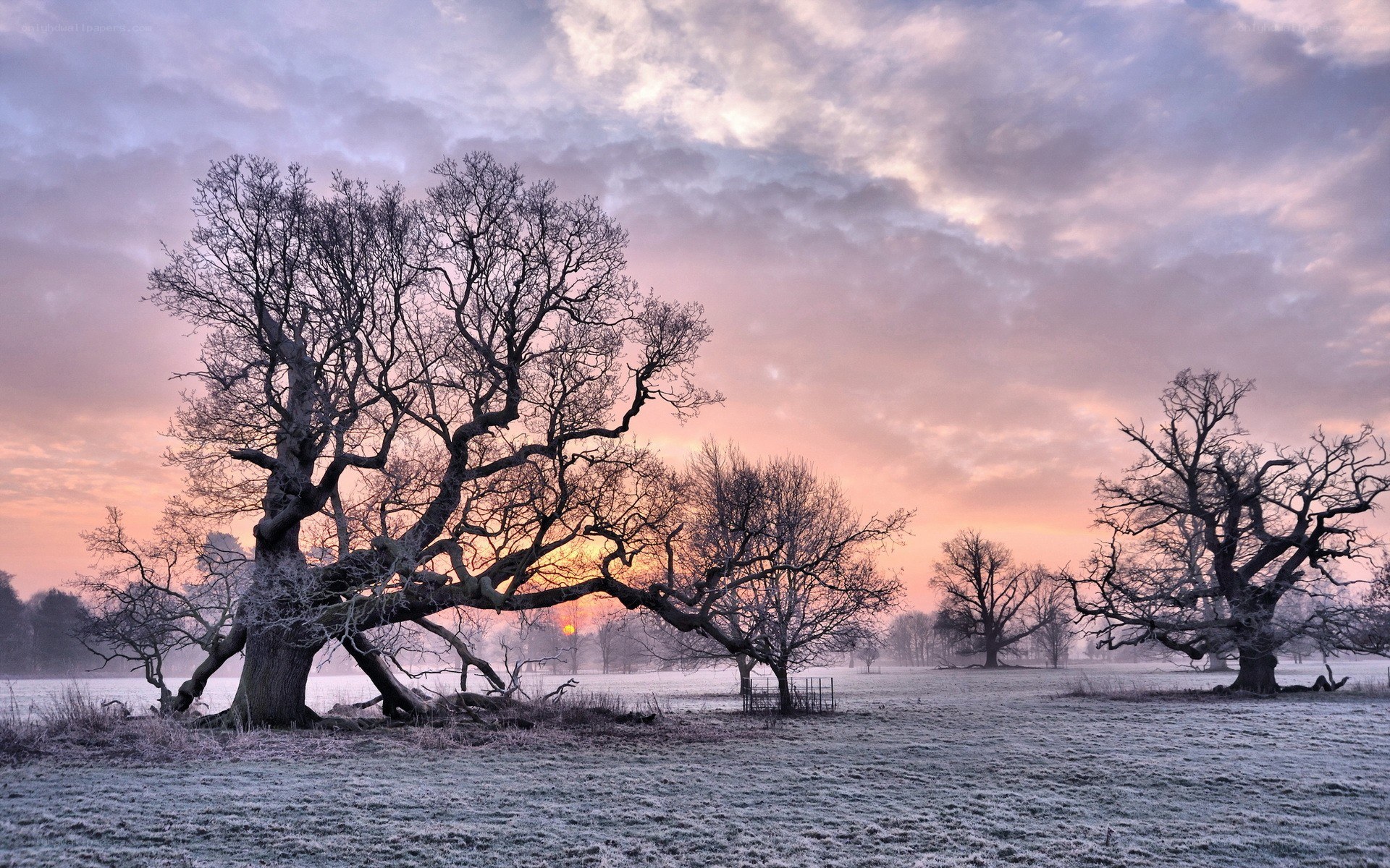 Frosty trees at sunrise