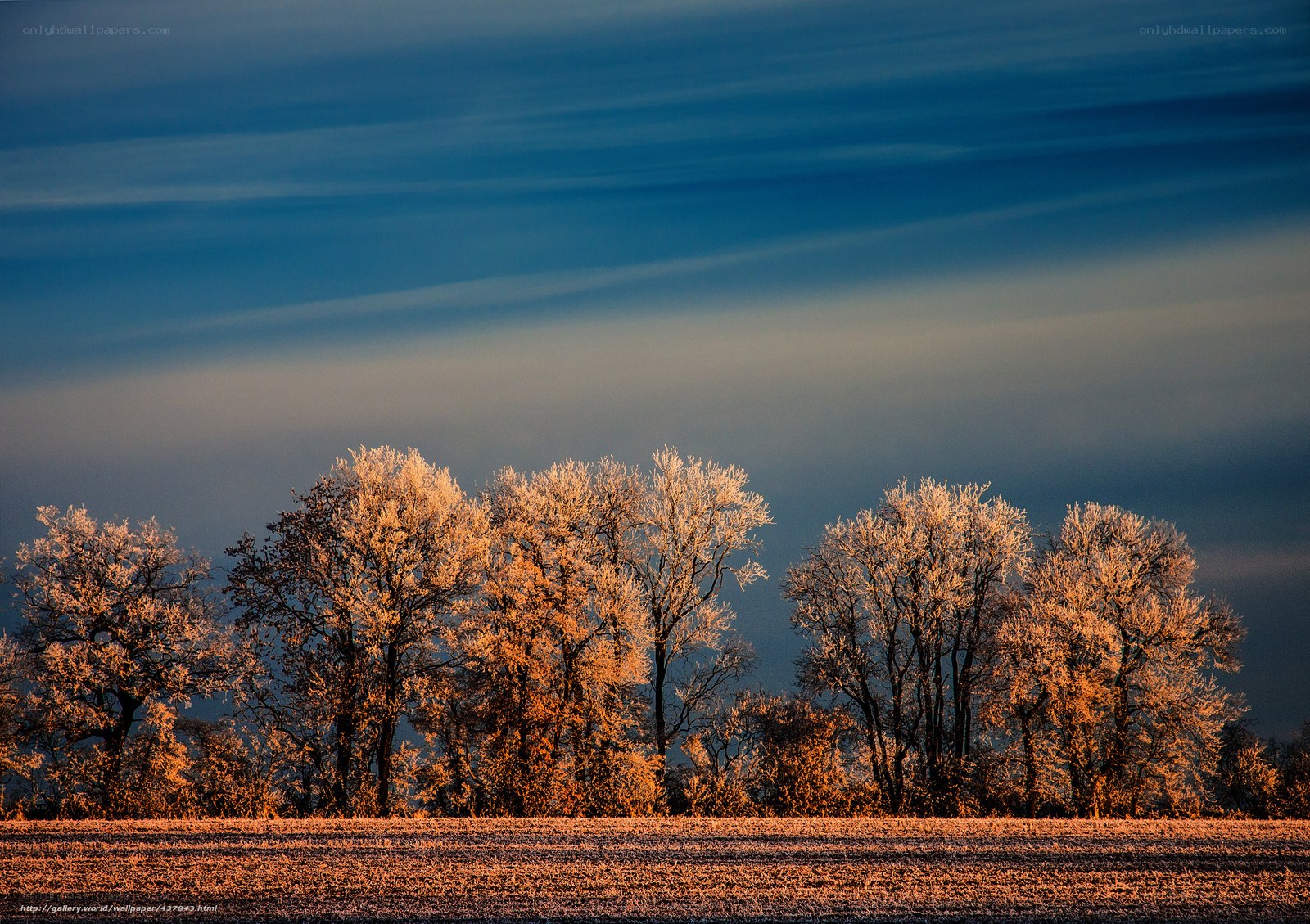 Frosty trees at sunrise
