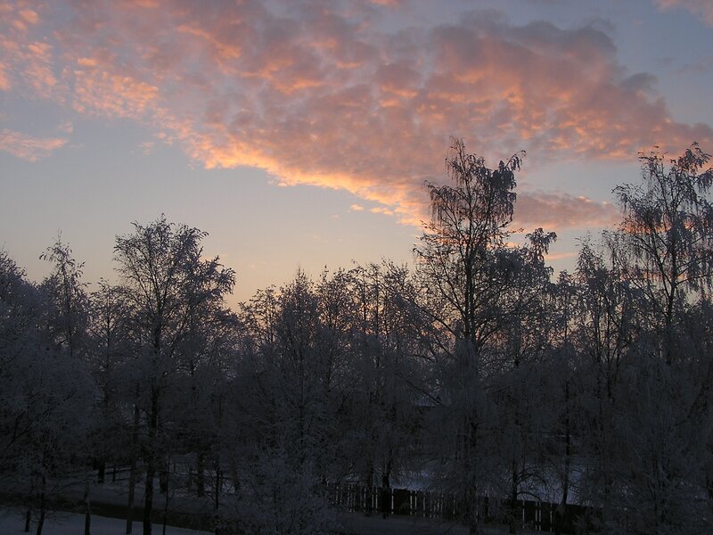 frosty trees at sunset