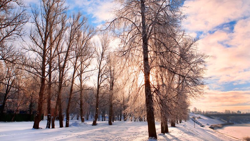 Frosty trees at sunset