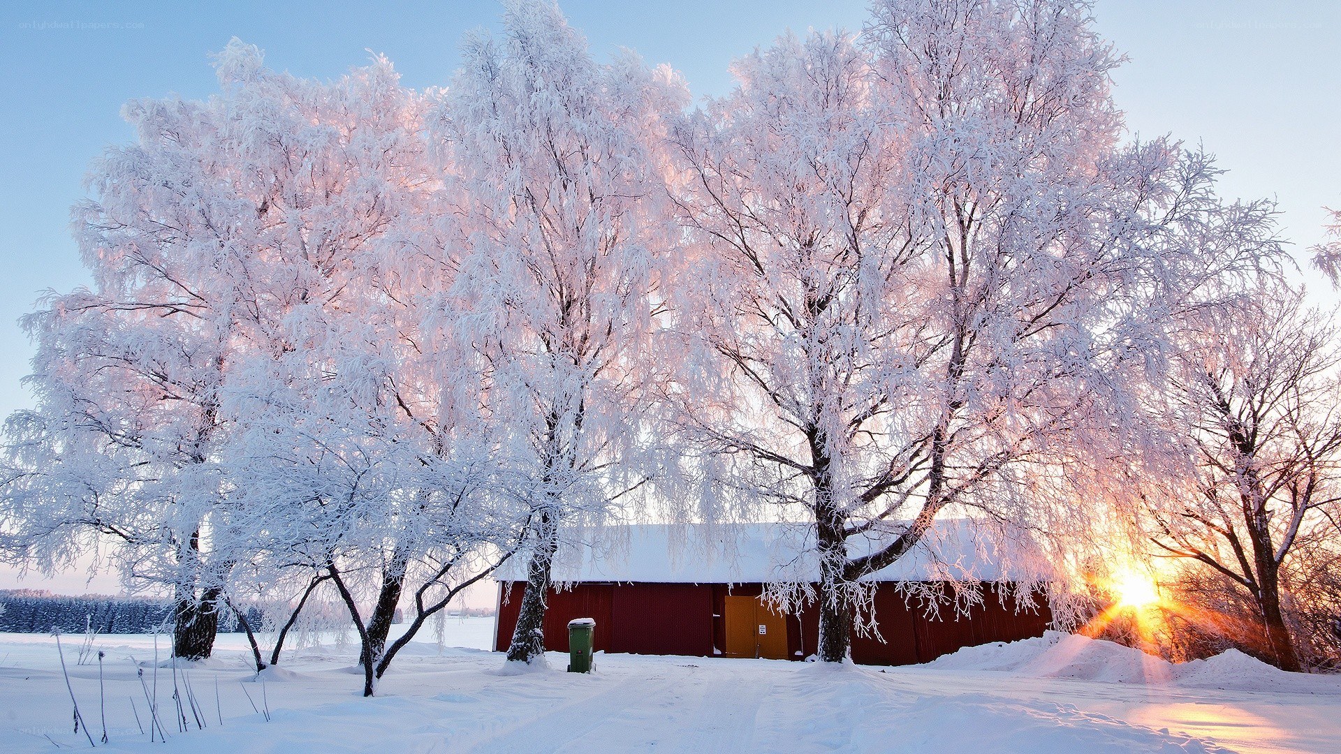 Frosty trees at sunset
