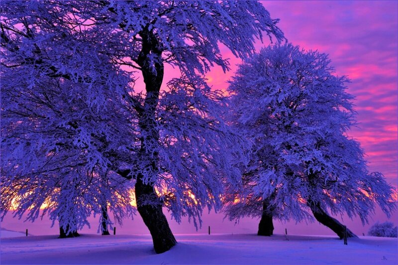 Frosty trees at sunset